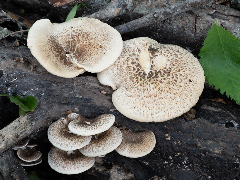 Lentinus tigrinus Lentinus tigrinus